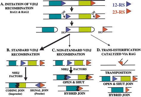 d v a j - 6 5 5|V (D)J recombination .